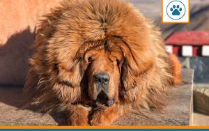 Mutuelle pour matin tibet