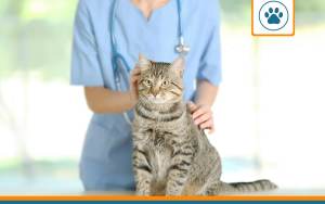 Race robuste chat