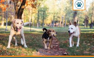 Mutuelle pour race de chien