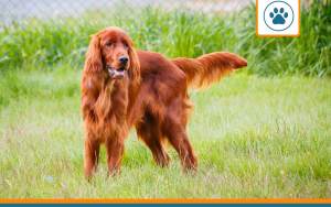 Mutuelle pour Setter irlandais