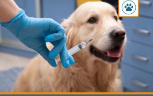 soins préventifs chien