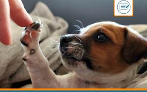 noms de chiens