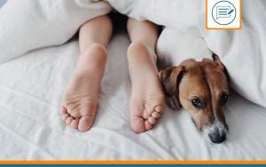 Où doit dormir un chien ?