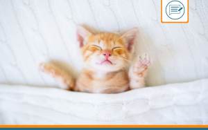 ou faire dormir un chaton ?