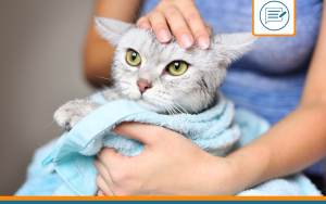 Peut-on laver un chat ?