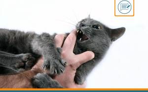 race de chat à éviter
