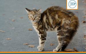 répulsif chat