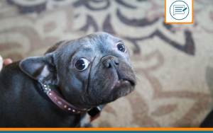 repulsif chien