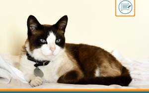snowshoe-sante