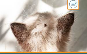 tique chat