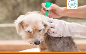 tique chien