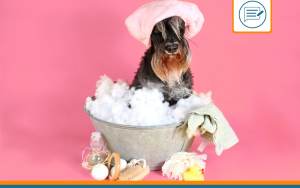 toilettage chien