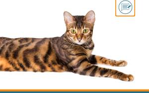 Toyger