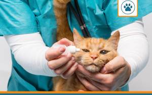 ulcere oeil chat