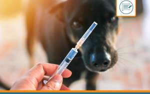 un chien qui se fait vacciner